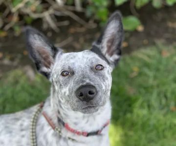 Prestige Animal Hospital - North Fontana