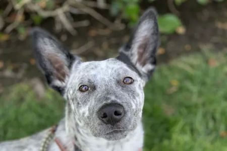 Prestige Animal Hospital - North Fontana