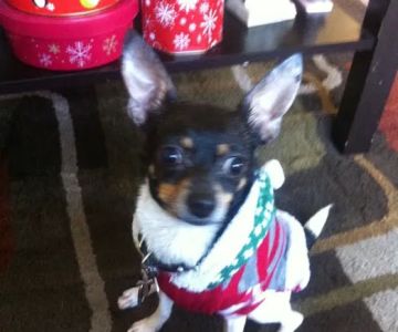 Banfield Pet Hospital