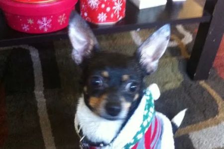 Banfield Pet Hospital