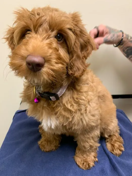 Vetco Total Care Animal Hospital 12