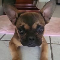 Animal Hospital Veterinarian ico