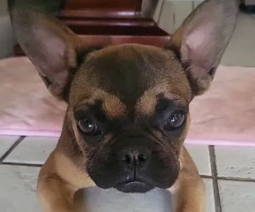 Animal Hospital Veterinarian