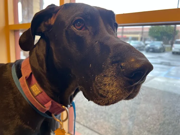 Walnut Village Pet Hospital 12