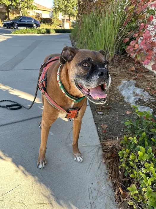 Walnut Village Pet Hospital 12