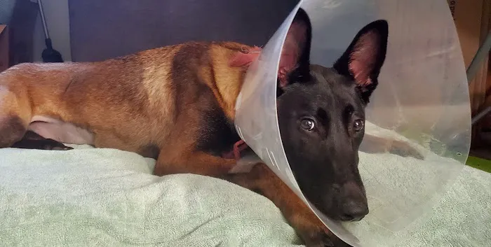 Walnut Village Pet Hospital 12