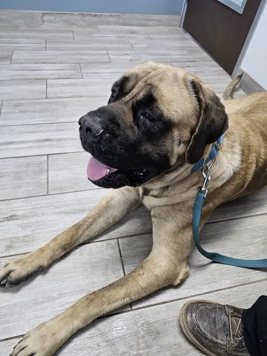Jurupa Hills Animal Hospital 12