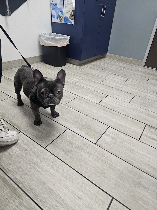 Jurupa Hills Animal Hospital 12