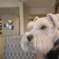 Prestige Animal Hospital - South Fontana ico