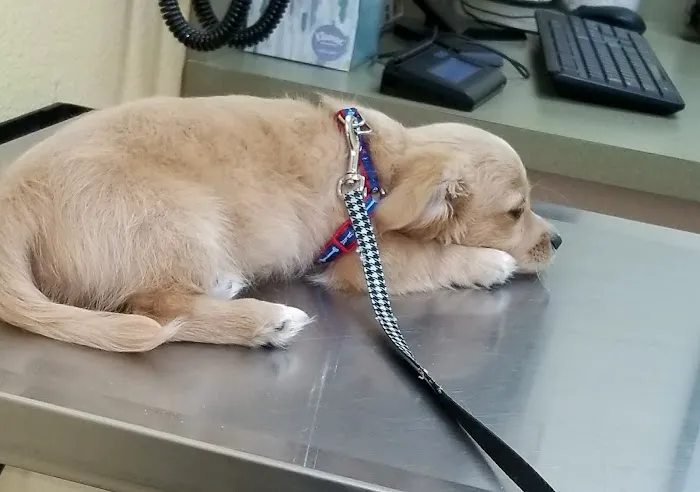 Prestige Animal Hospital - South Fontana 5
