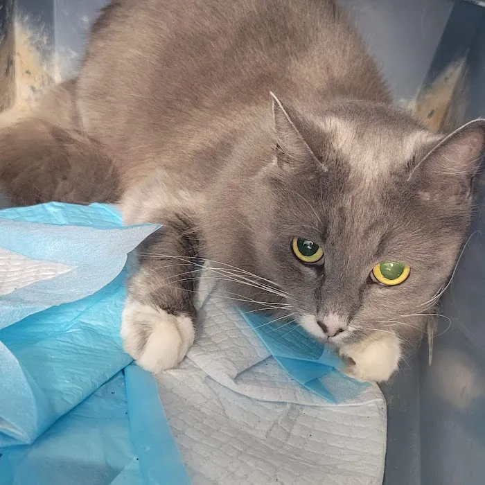 Riverside Cat Hospital 12