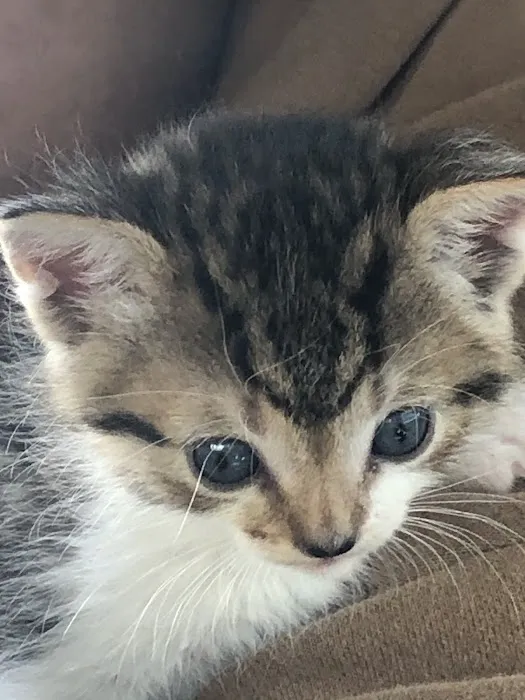 Riverside Cat Hospital 12