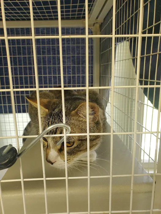 Riverside Cat Hospital 12