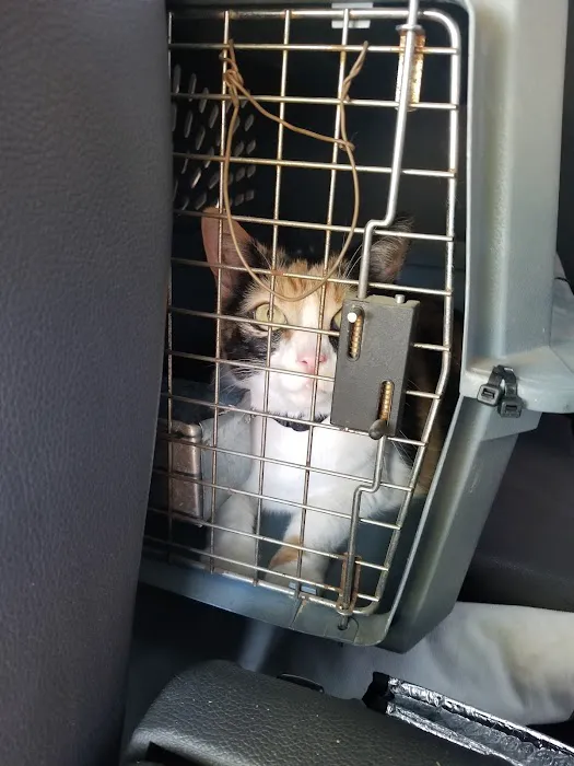 Riverside Cat Hospital 12