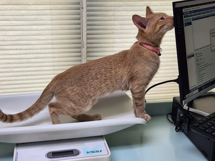 Riverside Cat Hospital 12
