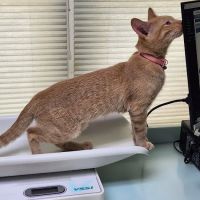 Riverside Cat Hospital ico