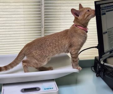 Riverside Cat Hospital