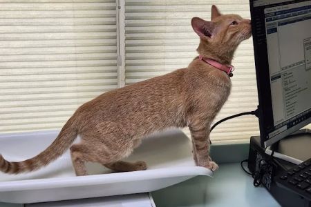 Riverside Cat Hospital