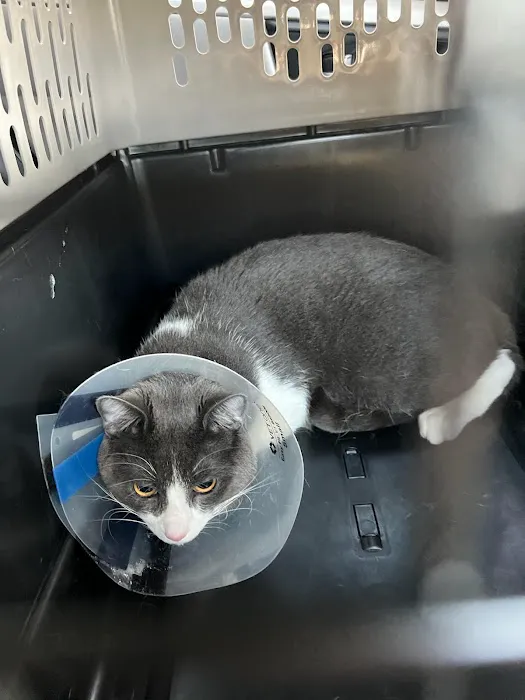 Riverside Cat Hospital 12