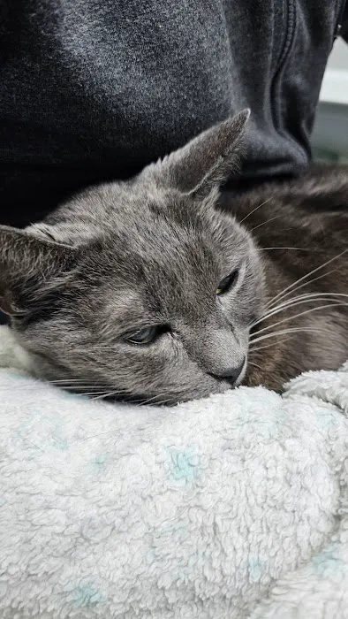 Riverside Cat Hospital 12