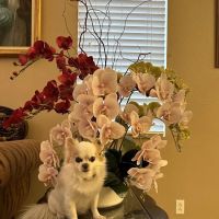 Animal Hospital of Riverside ico