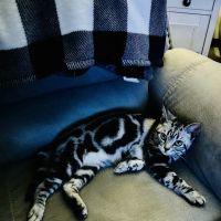 Milla's Kats ico