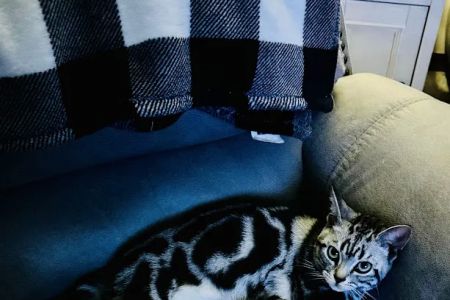 Milla's Kats