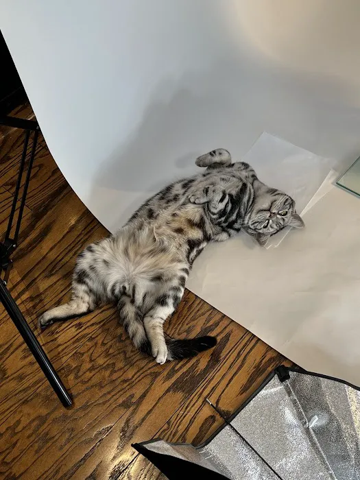 Milla's Kats 12