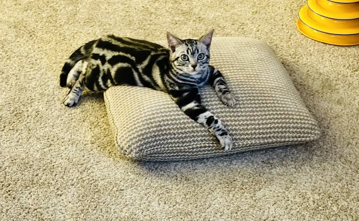 Milla's Kats 12