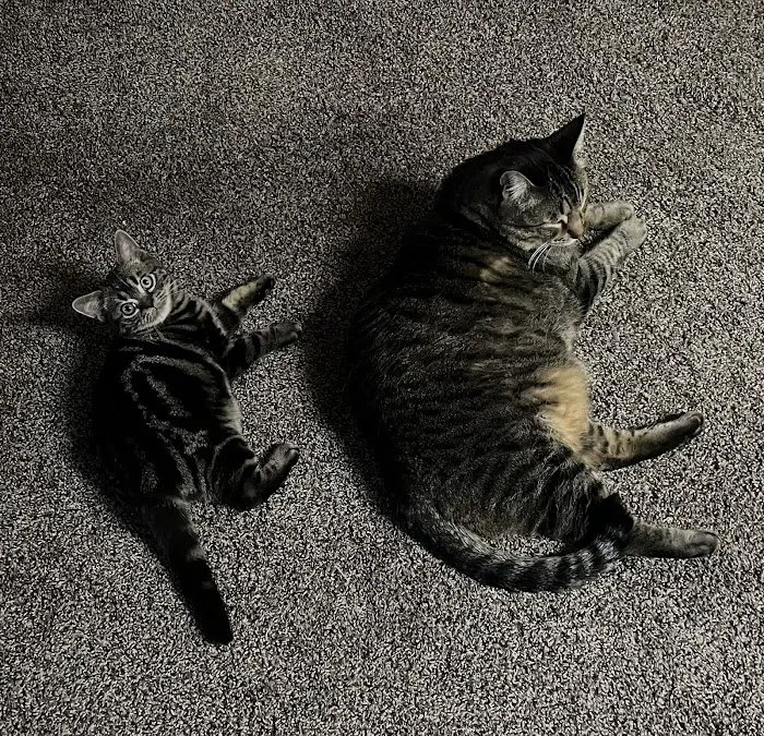 Milla's Kats 12