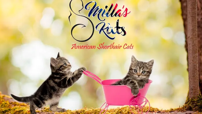 Milla's Kats 12
