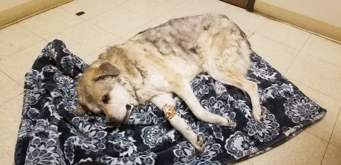 La Sierra Veterinary Clinic 12
