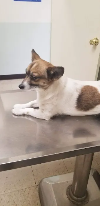 Van Buren Animal Hospital 12