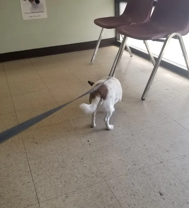Van Buren Animal Hospital 12