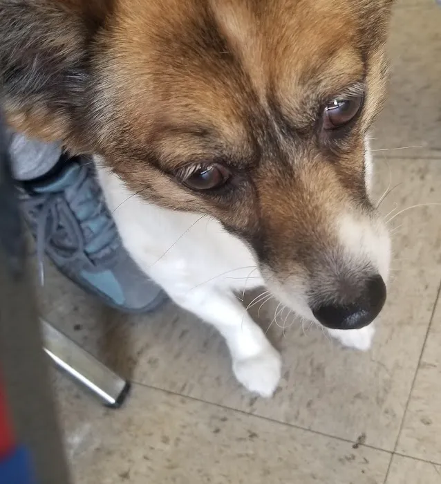 Van Buren Animal Hospital 12