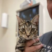 Arlington-Adams Animal Hospital ico