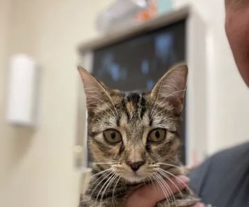 Arlington-Adams Animal Hospital