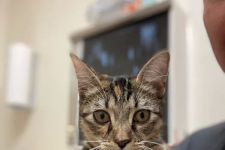 Arlington-Adams Animal Hospital