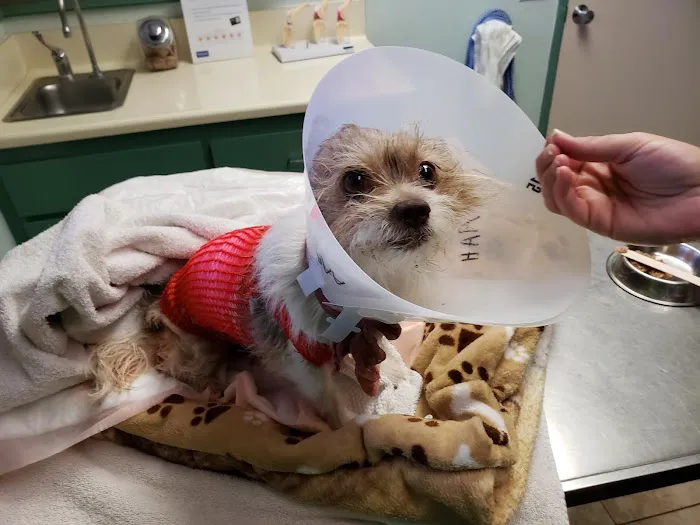 Arlington Animal Hospital Inc. and 24 Hour Emergency Center 12