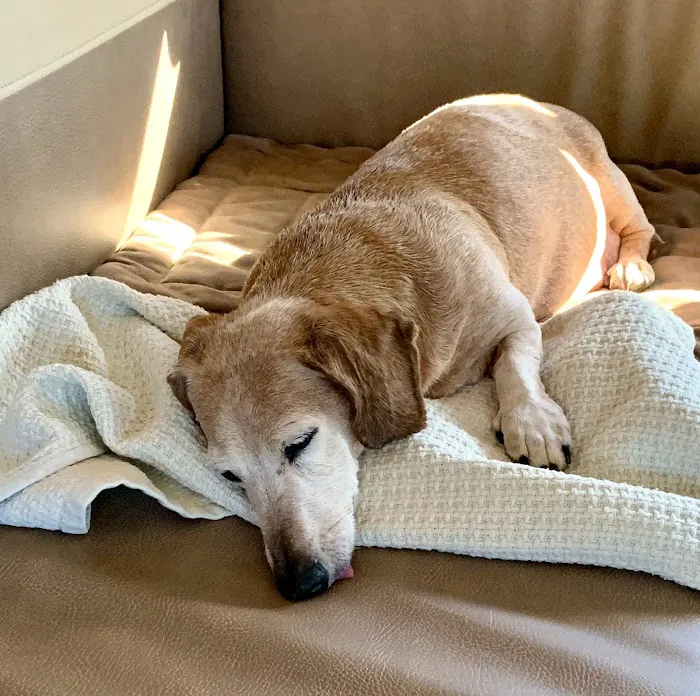 Arlington Animal Hospital Inc. and 24 Hour Emergency Center 12