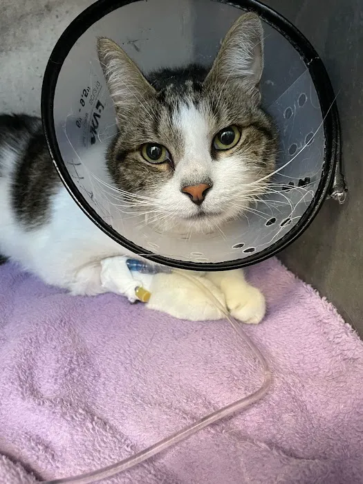 Arlington Animal Hospital Inc. and 24 Hour Emergency Center 12