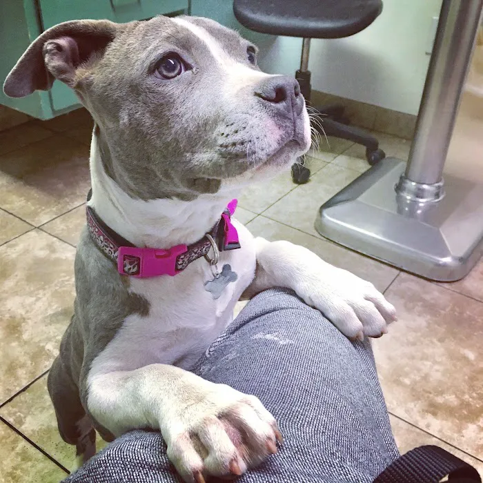 Arlington Animal Hospital Inc. and 24 Hour Emergency Center 12