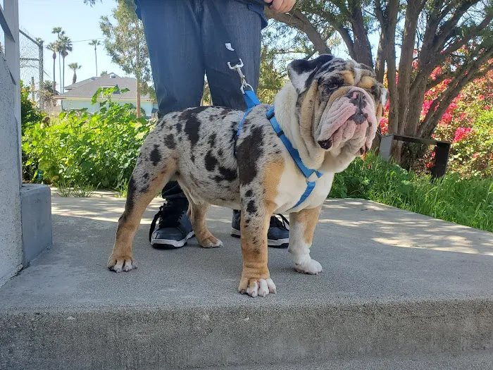 SoCal Animal Hospital 12