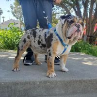 SoCal Animal Hospital ico