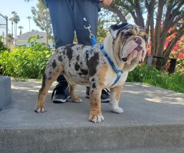 SoCal Animal Hospital