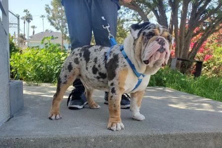 SoCal Animal Hospital