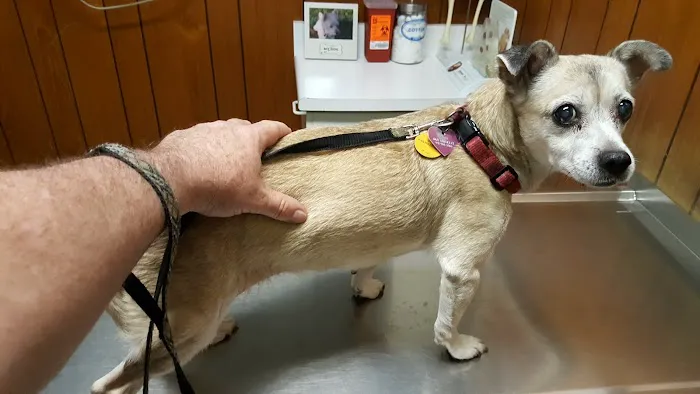 Small Animal Hospital 12