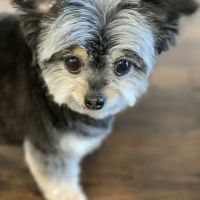Small Animal Hospital ico