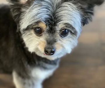 Small Animal Hospital