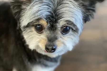 Small Animal Hospital